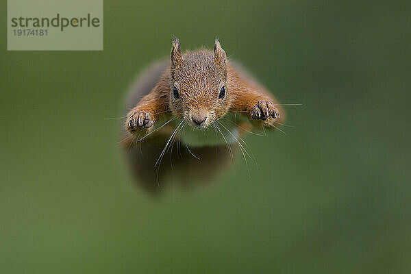 Eurasisches Rotes Eichhörnchen (Sciurus vulgaris) springt in Richtung Kamera