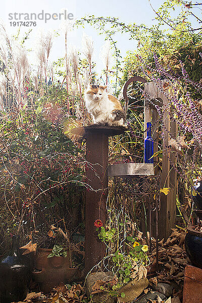 Katze steht auf einem Pfosten im Herbstgarten