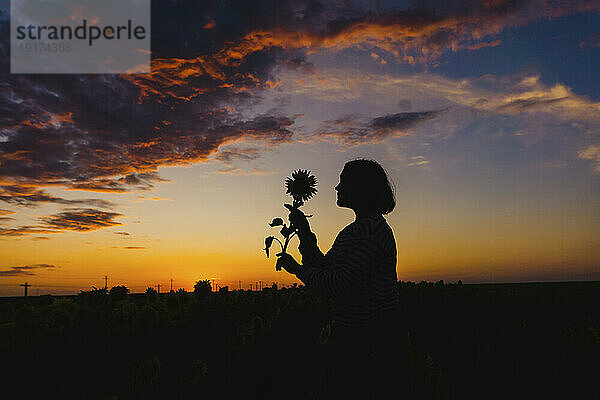 Silhouette einer Frau mit Sonnenblume im Feld bei Sonnenuntergang