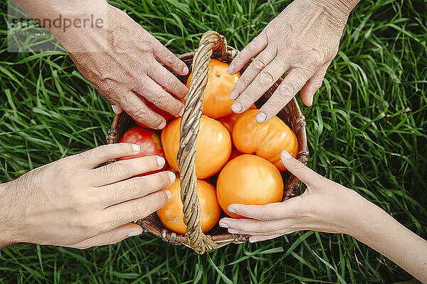 Hände der Familie berühren Tomaten im Korbkorb auf Gras