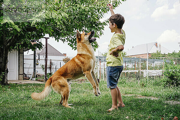 Fröhlicher Junge gibt Leckerli und spielt mit Hund im Hinterhof