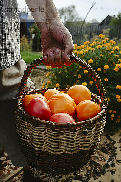 Älterer Mann trägt Tomaten im Korb im Garten