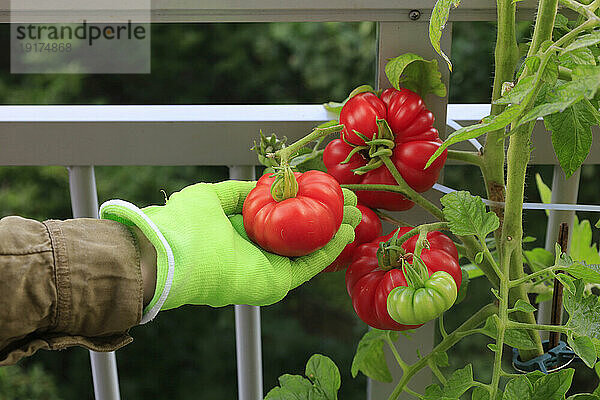 Frau pflückt frische Tomaten von der Pflanze im Garten