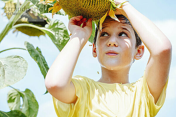 Junge hält Sonnenblume an einem sonnigen Tag