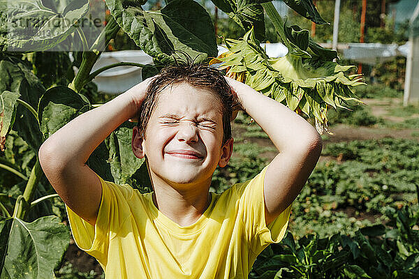 Lächelnder Junge steht neben Sonnenblumenpflanze