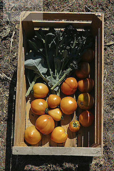 Alte Tomaten mit Blattgemüse in einer Holzkiste im Sonnenlicht