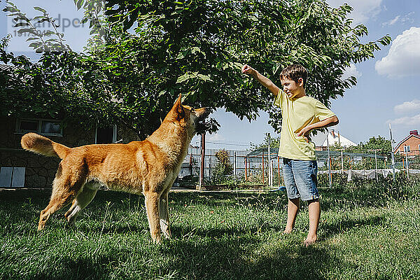 Glücklicher Junge  der mit Hund im Hinterhof spielt