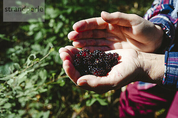 Hands of senior woman with blackberries in forest