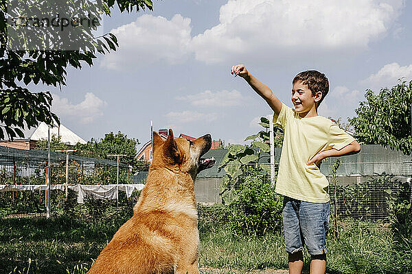 Smiling boy playing with dog in back yard on sunny day