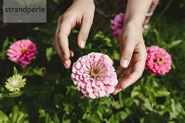 Hände eines Mädchens berühren rosa Blume im Garten
