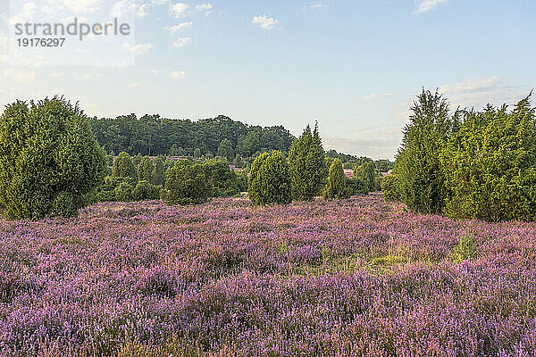 Germany  Lower Saxony  Landscape of Luneburg Heath in the evening