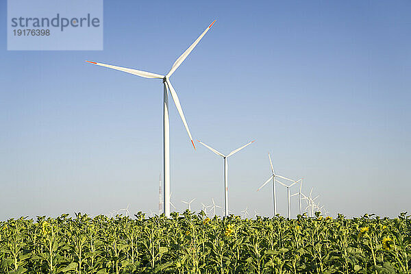 Windkraftanlagen im Feld an einem sonnigen Tag