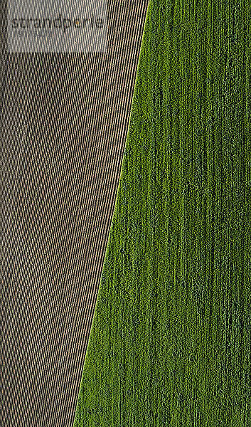 Austria  Upper Austria  Hausruckviertel  Drone view of green and plowed field