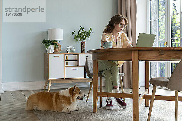 Frau arbeitet am Laptop neben einem walisischen Corgi-Hund  der zu Hause sitzt