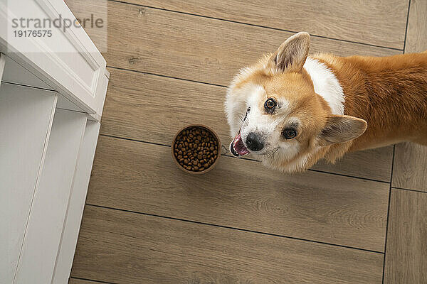 Pembroke Welsh Corgi Hund mit Futternapf zu Hause