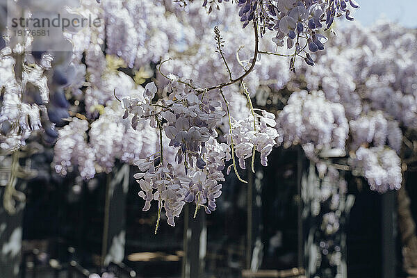 Blooming wisteria flower tree on sunny day
