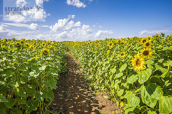 Fußweg durch ein riesiges Sonnenblumenfeld