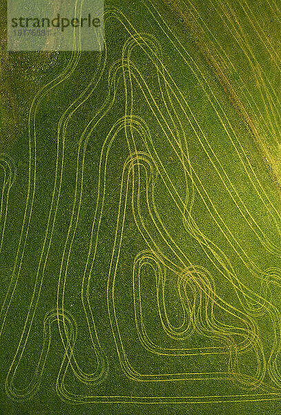 Austria  Upper Austria  Hausruckviertel  Drone view of green field covered in tire tracks
