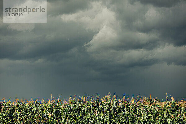 Corn crops on field under storm clouds