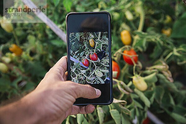 Hand eines Mannes fotografiert Tomaten per Smartphone im Obstgarten