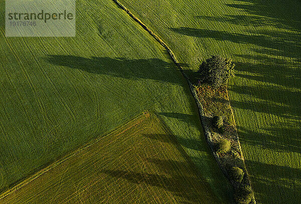 Österreich  Oberösterreich  Hausruckviertel  Drohnenansicht von Bäumen  die Schatten auf grün gemähtes Feld werfen