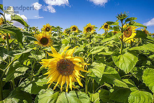 Sonnenblumen blühen auf einem riesigen Feld