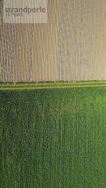 Austria  Upper Austria  Hausruckviertel  Drone view of green and yellow field
