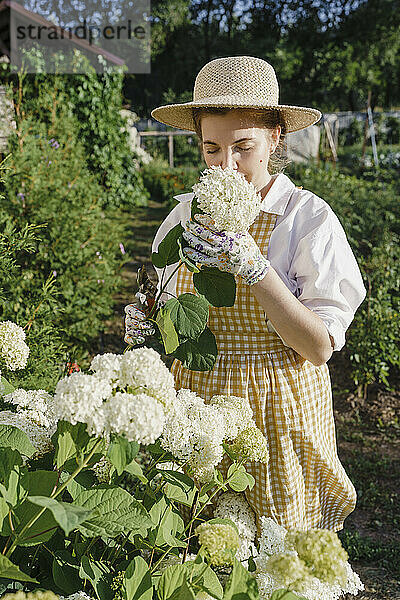 Frau riecht Hortensienblüten im Garten