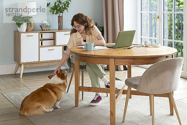 Frau streichelt walisischen Corgi-Hund  der im Wohnzimmer sitzt