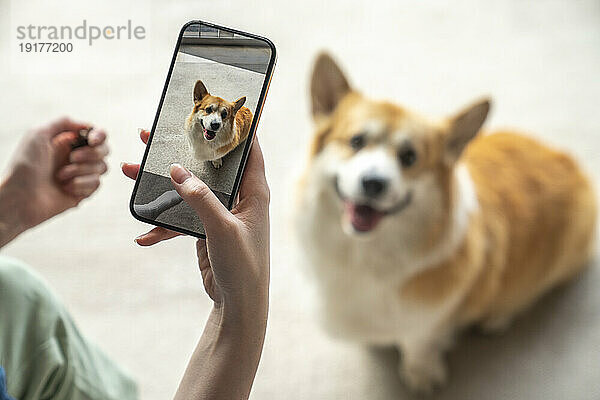 Frau fotografiert zu Hause einen Hund mit dem Smartphone