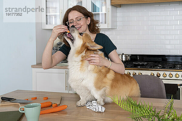 Smiling woman feeding carrot to Welsh Corgi dog in kitchen