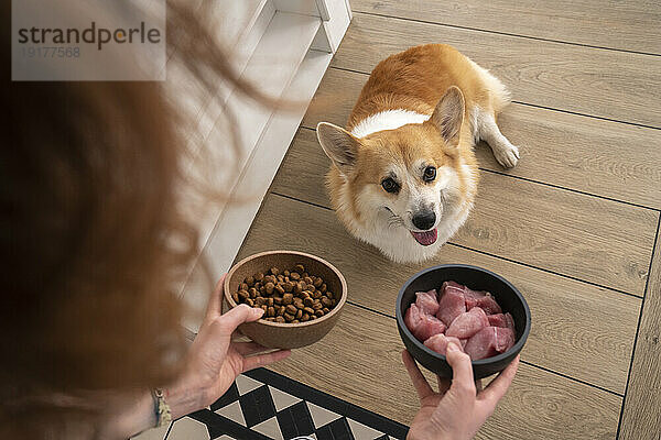 Woman giving chicken and dog food to Welsh Corgi in kitchen