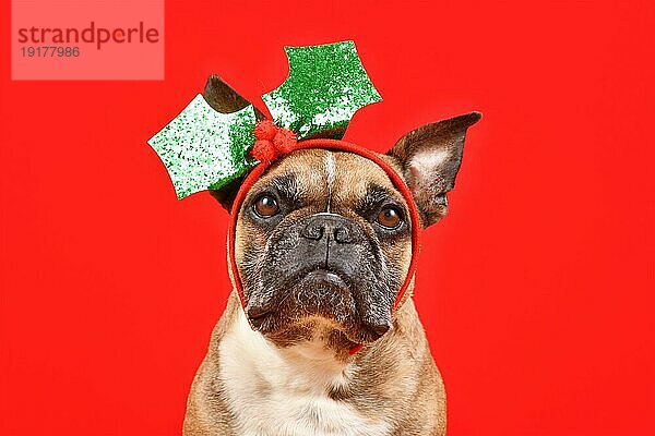 Französische Bulldogge mit Weihnachtsmistel Stirnband auf rotem Hintergrund