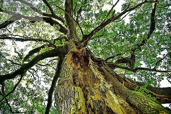 Alte Eiche (Quercus) mit gespaltenem Stamm  Bayern  Deutschland  Europa