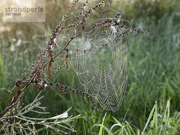 Spinnennetz im Morgentau früh Morgens im Gegenlicht im Altweiber-Sommer  Nordrhein-Westfalen  Deutschland  Europa