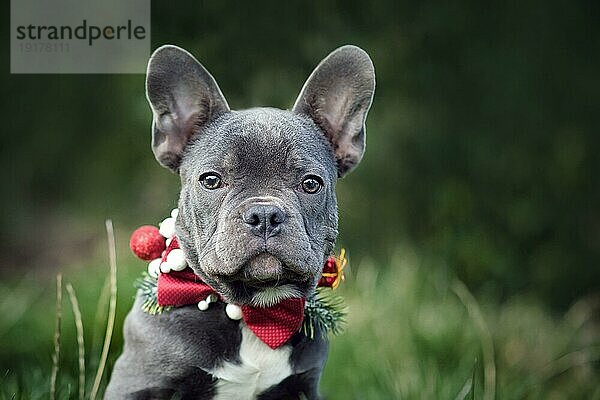 Schöne junge blaue französische Bulldogge Hund trägt saisonale Weihnachten Kragen mit roter Fliege auf unscharfen grünen Hintergrund