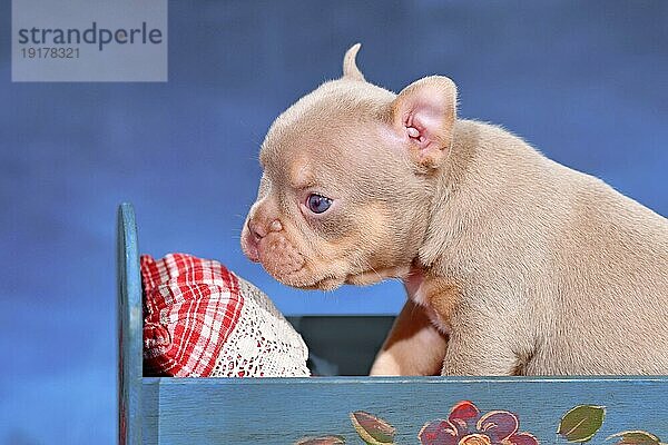 Neu Schatten Isabella Orange Tan maskless Französisch Bulldogge Hundewelpe im Bett vor blauem Hintergrund