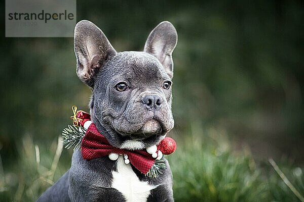 Kopf einer jungen blauen Französischen Bulldogge  die ein weihnachtliches Halsband mit roter Fliege auf unscharfem grünem Hintergrund trägt