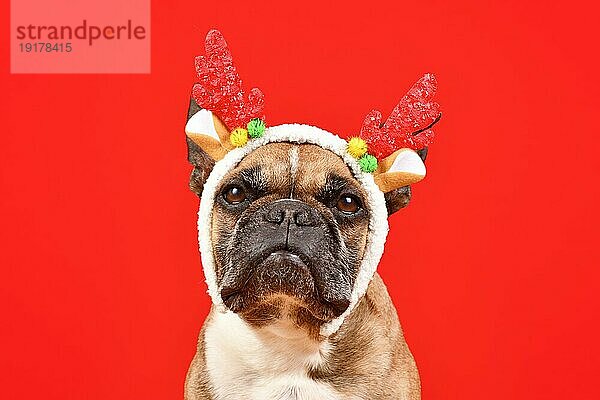 Rehbraune Französische Bulldogge mit rotem Weihnachts Stirnband aus Rentiergeweih vor rotem Hintergrund