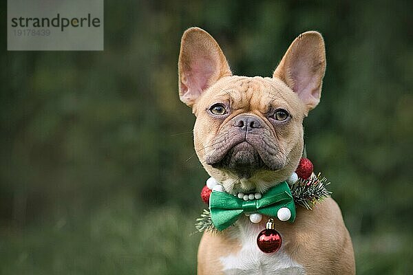 Red fawn Französisch Bulldog Hund trägt saisonale Weihnachten Kragen mit grüner Fliege auf unscharfen grünen Hintergrund mit Kopie Raum