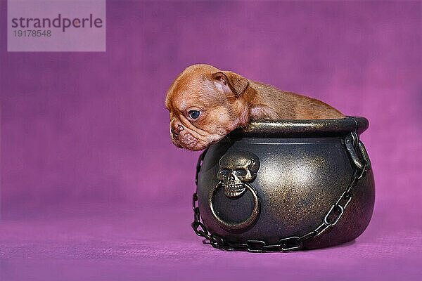 Choco Red Französische Bulldogge Hundewelpe in Halloween Hexenkessel auf lila Hintergrund