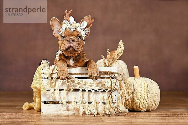 Niedliche französische Bulldogge Welpe mit Rentiergeweih in Box vor braunem Hintergrund mit Boho Stil Dekoration