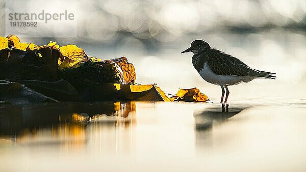 Steinwälzer (Arenaria interpres)  Vogel bei Ebbe am Strand im Bokehlicht