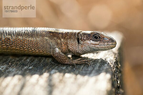 Waldeidechse (Zootoca vivipara) oder Bergeidechse (Syn. Lacerta vivipara) sonnt sich auf einem Bohlenweg  Nahaufnahme  Detailaufnahme  Gegenlicht  Naturschutzgebiet Pietzmoor  Lüneburger Heide  Niedersachsen  Deutschland  Europa