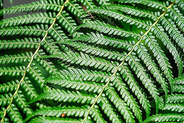 Nahaufnahme Sphaeropteris cooperi oder Cyathea cooperi spitzenförmiger Baumfarn  auch bekannt als australischer Baumfarn  grüne Wedel und Blättchen  Textur und Muster