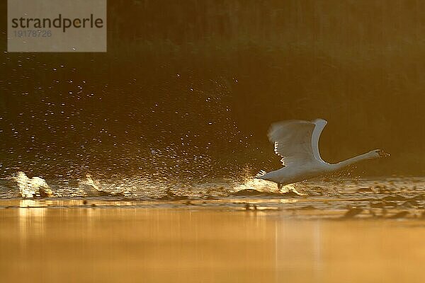 Höckerschwan (Cygnus olor)  Flugstudie  Start aus dem Wasser im Gegenlicht  Naturpark Flusslandschaft Peenetal  Mecklenburg-Vorpommern  Deutschland  Europa