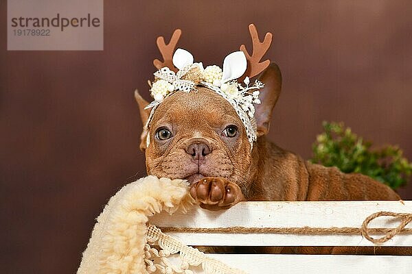 Französische Bulldogge Welpe mit Rentiergeweih in Box vor braunem Hintergrund