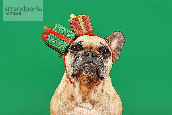 Niedliche Französische Bulldogge mit Weihnachtsgeschenkbox Stirnband auf grünem Hintergrund