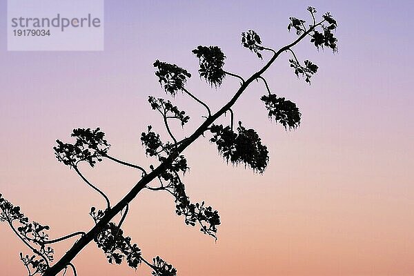 Blühender Stamm einer Agave  Silhouette vor Abendhimmel  Detail  Naturpark Ria Formosa  Olhão  Olhao  Algarve  Portugal  Europa