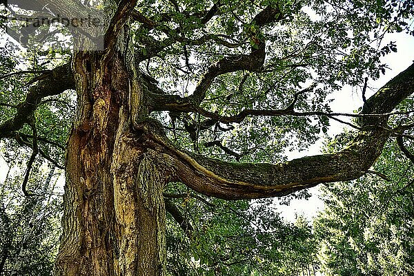 Alte Eiche (Quercus) mit gespaltenem Stamm  Bayern  Deutschland  Europa